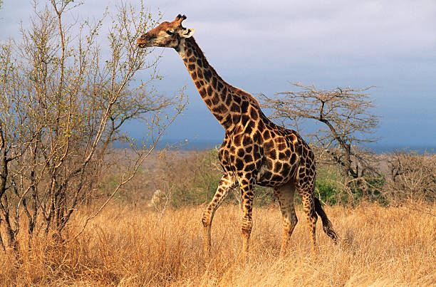 Image of the giraffe